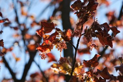 Fagus sylvatica 'Rohanii'- buk lesní 'Rohanii'- jarní listy a květenství